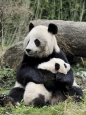 Photographies de pandas Posters