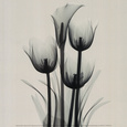 Röntgenfotografier Posters