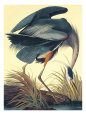 Garzas Pósteres