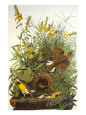 Meadow Lark Giclee Print by John James Audubon