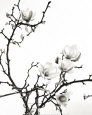 Photographies noir et blanc de natures mortes florales Posters