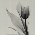 Tulip Lámina por Marianne Haas