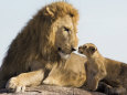 Lion Cub and Male Adult, Kenya Lámina por Suzi Eszterhas