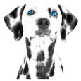 Dalmatiens Affiches