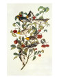 Audubon's Warbler Giclee Print by John James Audubon