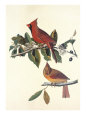 Cardinal Grosbeak Giclee Print by John James Audubon