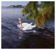 Swans (Decorative Art) Posters