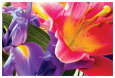 Pink Flower Blossom (Color Photography) Posters