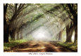 Evergreen Plantation Reproduction d'art par Mike Jones