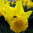 Daffodil Stands in the Rain in Duesseldorf, Germany Photographic Print