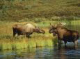 Fotografías de alces Pósteres