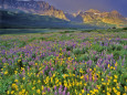 Fleurs jaunes (photographies couleur) Affiches