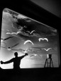 A Staff Member at the Museum of Natural History Cleaning the Glass Case of an Exhibit