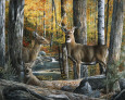 Deer Posters