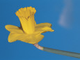 Close-Up of a Daffodil Flower (Narcissus Antonio) Photographic Print