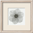 Daffodil II