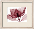 Red Magnolia I