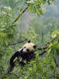 Lu Zhi Posters