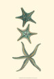 Starfish (Decorative Art) Posters