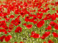 Photographies de fleurs rouges Posters