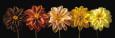 Photographies de fleurs Posters
