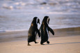 Pingüinos en la fotografía Pósteres