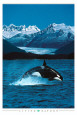 Wale (Farbfotografien) Poster