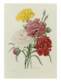 P.j. Redoute Posters