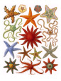 Starfish (Decorative Art) Posters