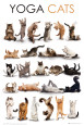 Chats Posters