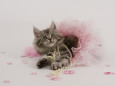 The Cat Fanciers' Association Collection Posters