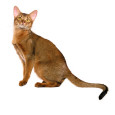 Abyssinian Posters