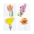 Hyacinthes Posters
