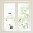 Budgerigars and cat  Window Decal