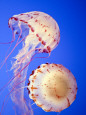 Fotografías de medusas Posters