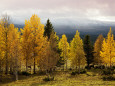Árvores aspen Posters