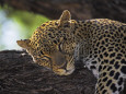 Leopards (Photography) Posters