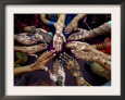 Khalid Tanveer Posters