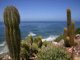 Cactus Pósteres
