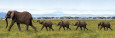 Elephants Posters