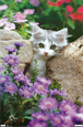 Gatinhos Posters