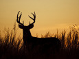 Deer (Color Photography) Posters