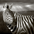 Zebras (B&W Photography) Posters