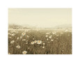 Champs de fleurs (photographies couleur) Affiches