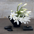 White Flowers Posters