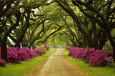 Blommor och botanik Posters