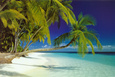 Fotografías en color de playas tropicales Posters