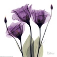Fleurs violettes Posters