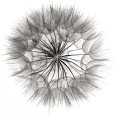 Fotografías en blanco y negro de primeros planos florales Pósteres