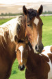 Horses Posters